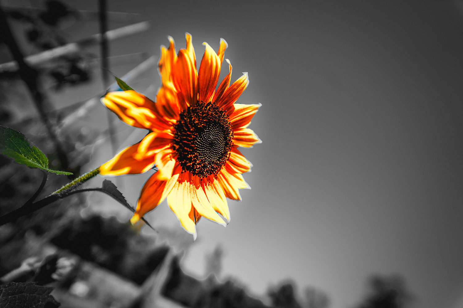 Sunflower_love