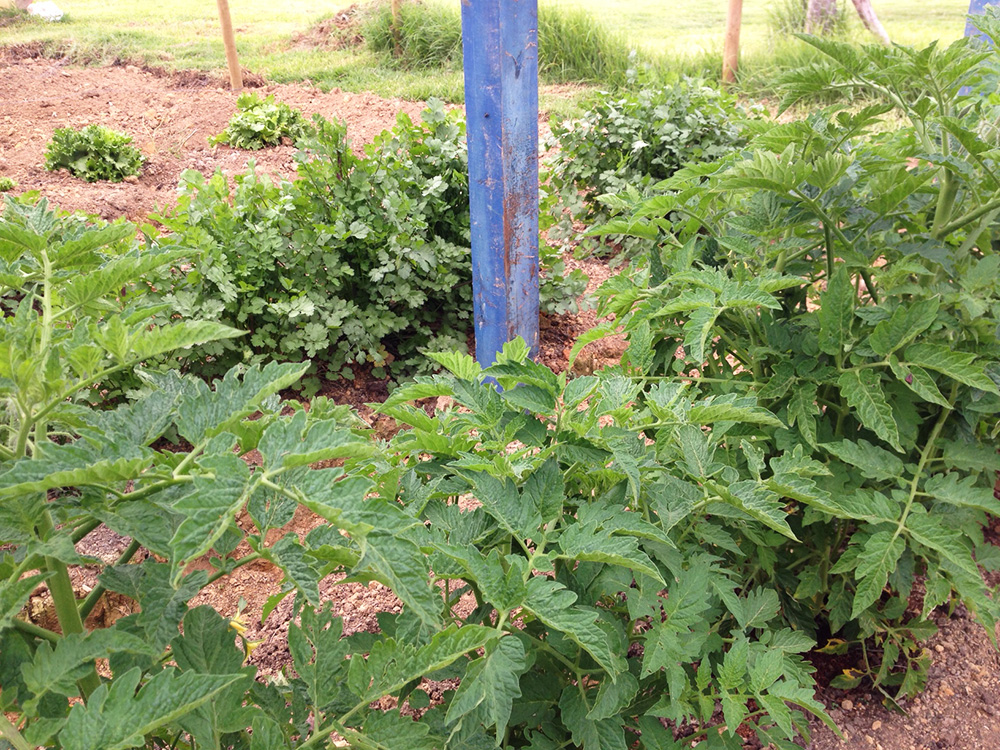 Agroecological farming at La Colmenera